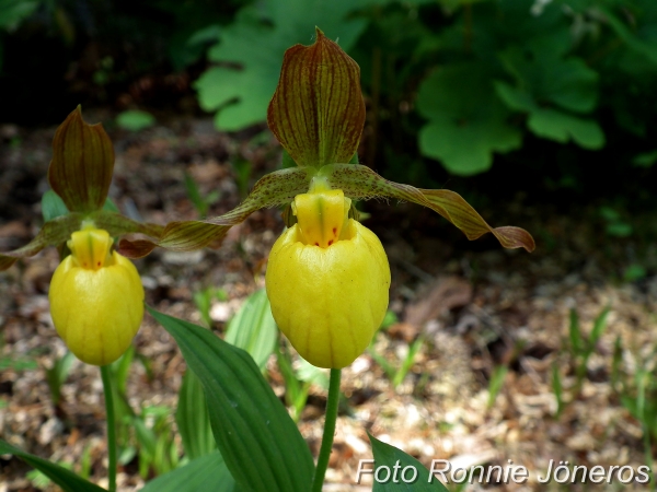 Cypripedium pueblo